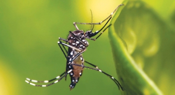 Inibidor do vírus Zika deve levar 10 anos para ser produzido em larga escala